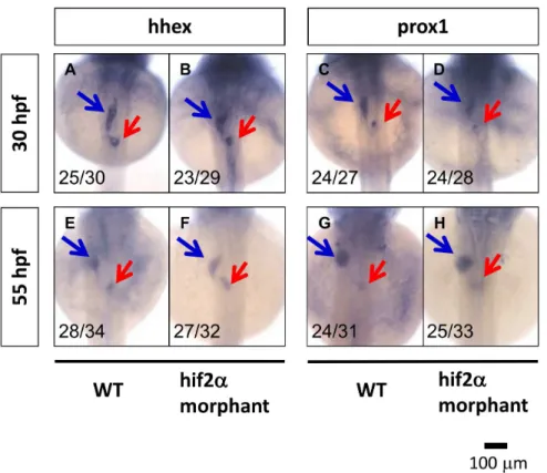 Figure 4. Hif2-alpha is not required for liver specification in zebrafish embryos. Liver specification in hif2-alpha morphants was detected through the expression of the hhex and prox1 genes