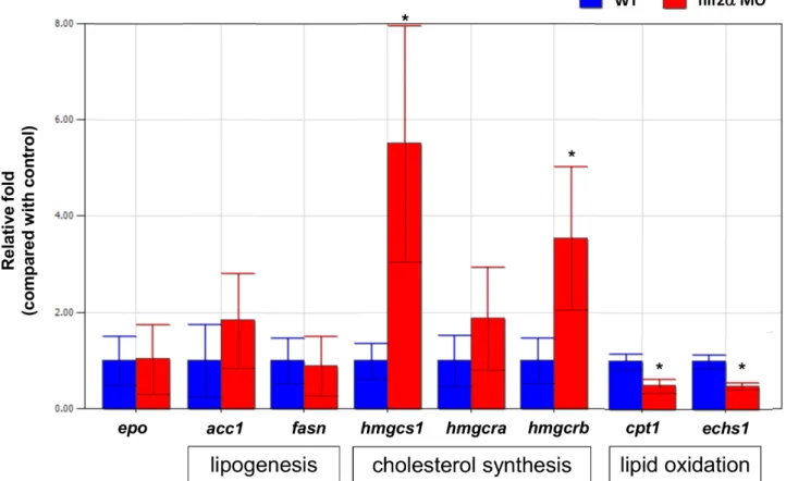 Figure 7. Hif2-alpha knockdown affects lipid metabolism but not EPO production in zebrafish embryos