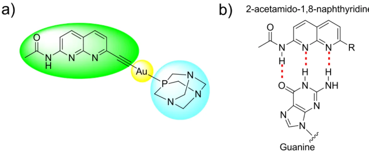 Figure 1. a) Structure of the designed AGC; b) Complementary hydrogen-bonding (red) between 2-acetamido- 2-acetamido-1,8-naphthyridine and guanine.