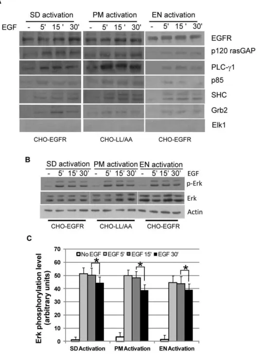 Figure 3. The association of EGFR with signaling proteins and the activation of ERK. (A) Co-immunoprecipitation (co-IP) of EGFR with downstream signaling proteins following location-specific EGFR activation in various CHO cells