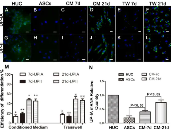 Figure 2. Urothelium-like phenotype differentiation of ASCs. Immunofluorescent staining detection of UP-IA and UP-II in differentiated ASCs.