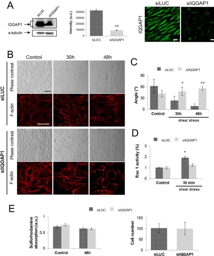 Figure 2. IQGAP1 is necessary for cell-cell adhesion and PDECs alignment. The IQGAP1 extinction rate has been evaluated by immunofluorescence staining of IQGAP1 and western blot before (not shown) and after 48 h of exposition to shear stress (scale bar: 10