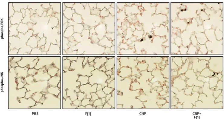 Figure 1. Firoin and Ectoine Prevent CNP-induced MAPK Activation and Subsequent Endpoints of Tissue Homeostasis