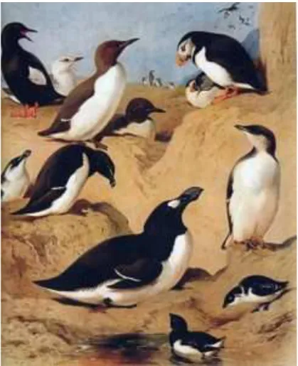 Figure 1 A painting by Archibald Thorburn (1860-1930) entitled The Great Auk surrounded by its true relatives