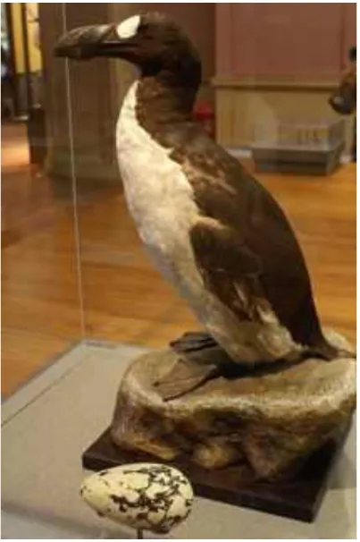 Figure 2 Stuffed great auk at Kelvingrove Museum, Glasgow.  
