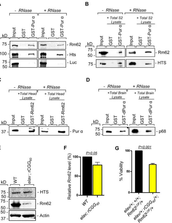 Figure 2. Rm62 and Hts directly interact with Pur a and Fragile X premutation rCGG repeats decrease the expression of Rm62 posttranscriptionally