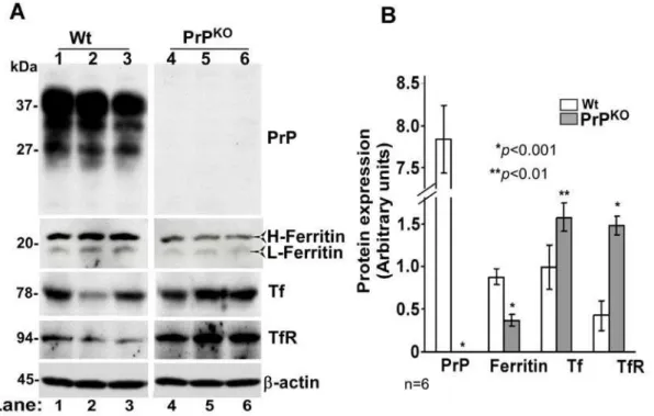 Figure 1. Brain homogenates of PrP KO mice show evidence of iron deficiency. (A) Immunoblot analysis of Wt and PrP KO brain homogenates with PrP specific antibody 8H4 shows the expected glycoforms of PrP in Wt samples migrating between 27–37 kDa, and no re