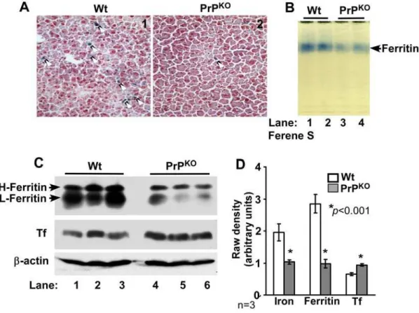Figure 3. Liver of PrP KO mice displays a phenotype of iron deficiency. (A) Prussian blue staining of frozen sections shows minimal reaction for iron in the PrP KO sample compared to Wt controls