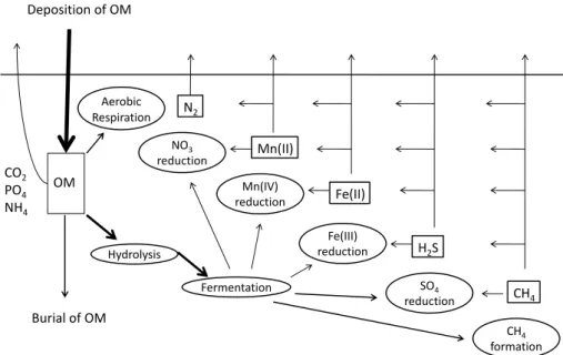 Fig. 1. Conceptual model of organic matter (OM) degradation pathways and re-oxidation pathways in marine sediments