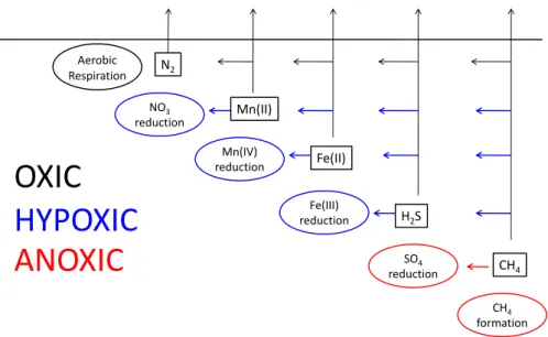 Fig. 3. Conceptual picture of organic matter degradation and re-oxidation pathways in oxic, hypoxic and anoxic marine sediments