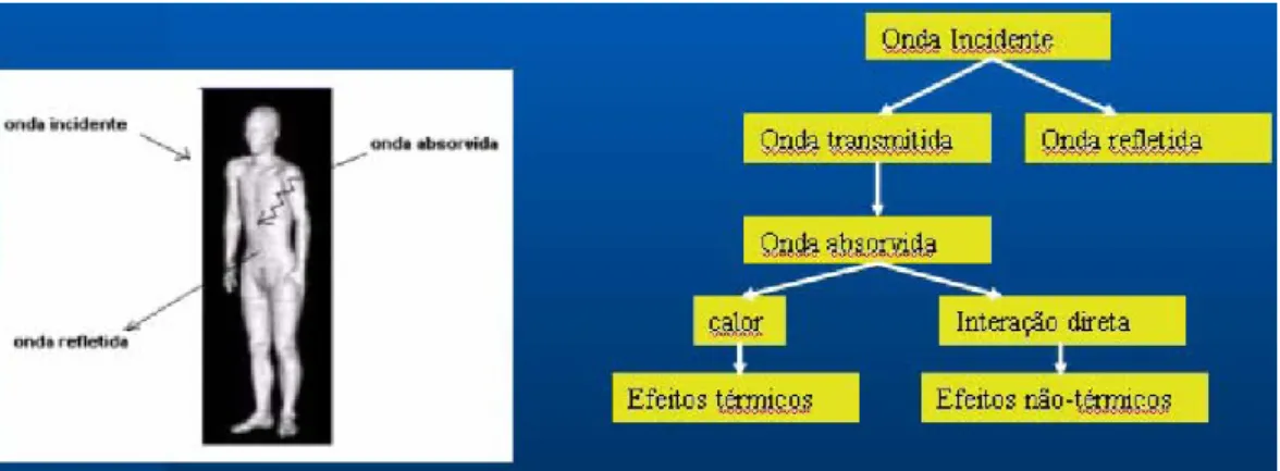 Figura 2.9 – Processo de interacção das ondas electromagnéticas com o  corpo humano.  