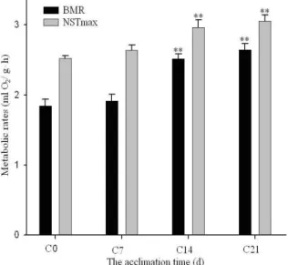 Figure 2. Effects of cold acclimation on BMR and NSTmax of Tree shrews.