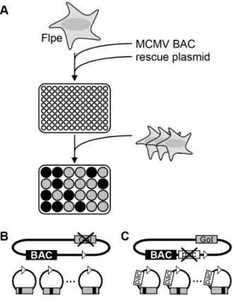 Figure 2. Flpe recombinase is expressed and functional. (A) Total RNA was isolated from NIH/3T3 (3T3) and Flpe-NIH cells (Flpe), reverse transcribed and PCRed using primers specific for the flpe gene.