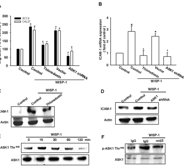 Figure 3. Apoptosis signal-regulating kinase 1 (ASK1) is involved in WISP-1–induced migration and ICAM-1 expression