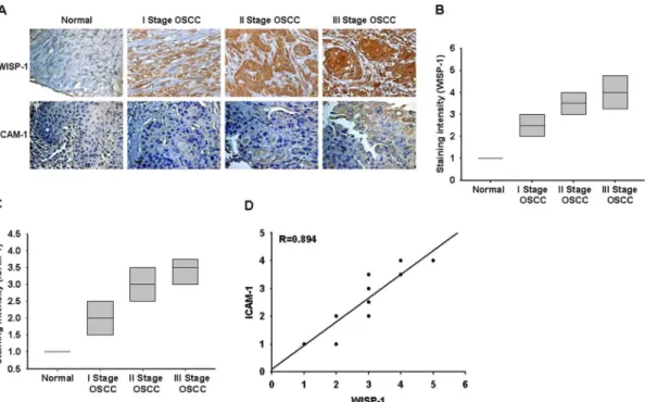Figure 6. WISP-1 and ICAM-1 expression correlates with the tumor stage of patients with OSCC