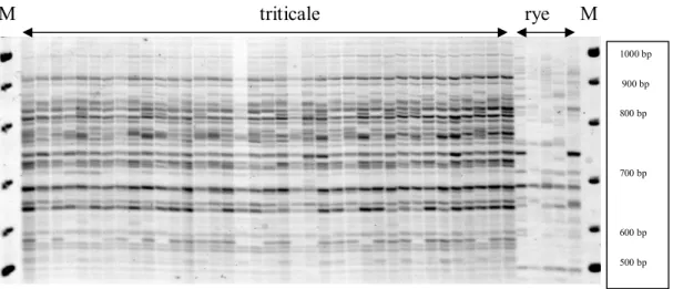 Figure 1 IRAP banding profiles of triticale and  rye (M -size marker). 