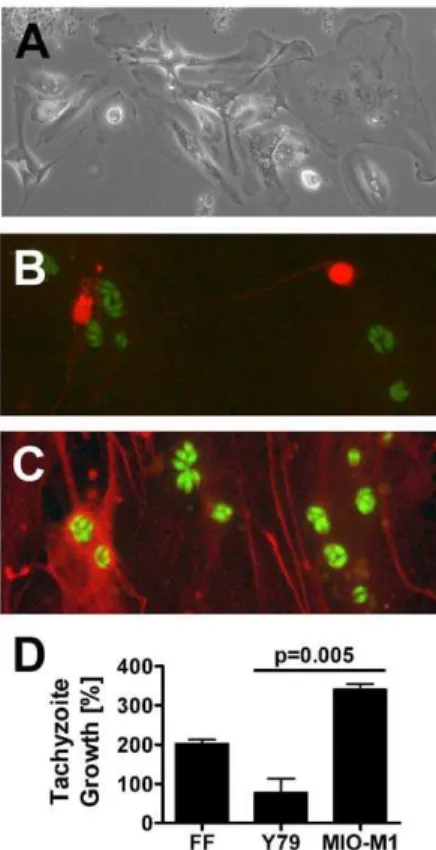 Figure 2. T. gondii tachyzoites infect human retinal glial cells in preference to neurons