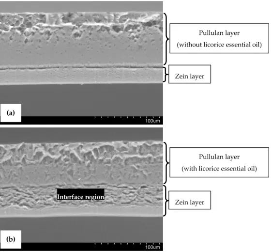 Figure 2. Scanning Electron Microscopy (SEM) images of cross-sections of bilayer control film (a), and  bilayer film incorporating licorice essential oil (b)