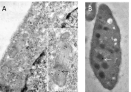 Figure 1. Subcellular distribution of ATZ11 antigen in the endothelium: (A) Immunoelectron microscopic labeling of ATZ11 in the vascular endothelium: A cutout of a HUVEC is shown
