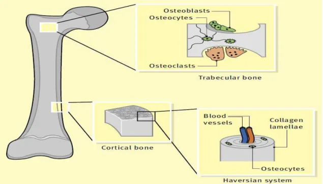 Figure 1- Bone Structure Layout, showing trabecular bone (interior region) and cortical bone (exterior region) as well  as their respective components (Adapted from Ralston 2005)