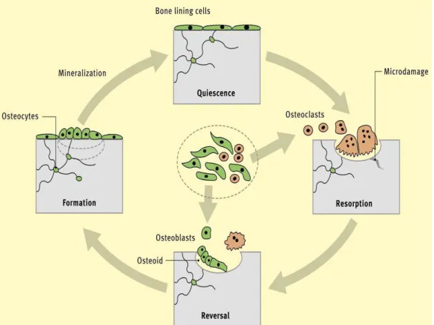 Figure  2-  Bone  dynamics’  process,  evidencing  bone  formation  by  the  osteocytes  followed  by  a  mineralization  step  and the remodeling stage inherent to bone damage