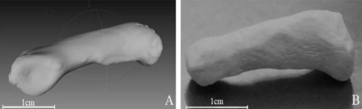Figure 10- Images of the virtual left hand’s ring finger proximal phalange phalange (a) and the printed model (b) 