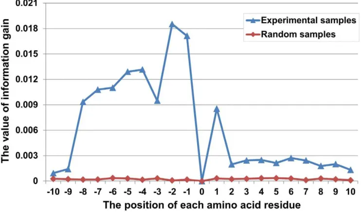 Figure 4. The information gain values at different positions of residues in the sequence fragments.