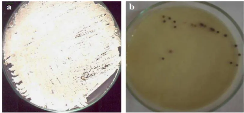 Fig. 5. Reduction of colonies and melanin production of S. canaries after gamma irradiation: 