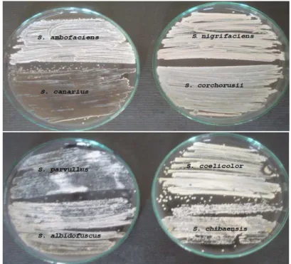 Fig. 6. Chitenolytic activity of isolated Streptomyces on biofilm of Aspergillus japonicus 