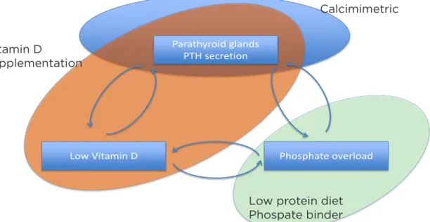 Figure 2. CKD-MBD pathophysiology is characterised by phosphate overload, PTH hypersecretion and  vitamin D depletion