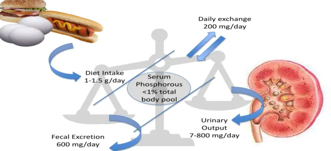 Figure 3. Phosphorous balance is the net results of intake (diet), quota exchanged with bones and output  (urine, faeces).