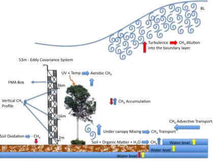Fig. 1. Schematic picture of the measurement equipment installed at the K34 tower, in com- com-bination with processes that influence CH 4 levels below and above the canopy in the tropical forest environment