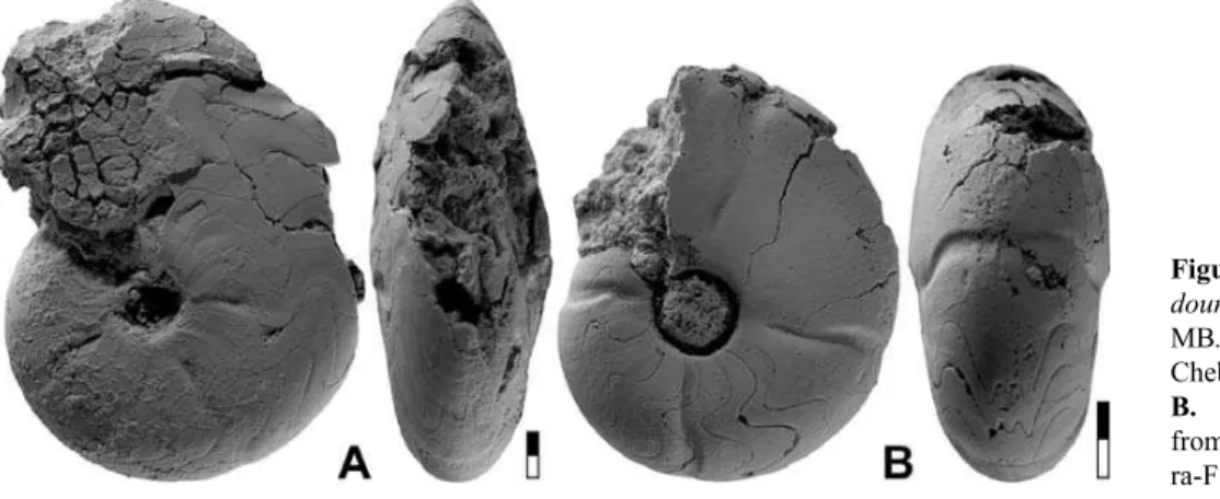 Figure 9. Girtyoceras ibnkhal- ibnkhal-douni n. sp. A. Holotype MB.C.13214.1 from locality Chebket el Hamra-F; 2.5.