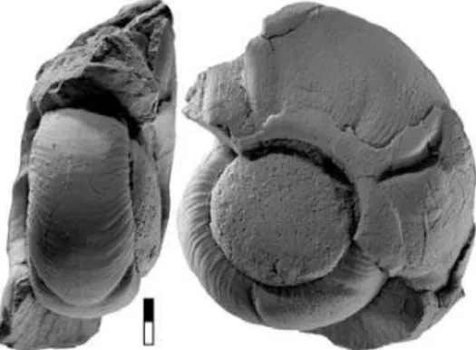 Figure 11. Sulcogirtyoceras sp., specimen MB.C.13215.1 from locality Chebket el Hamra-F;  3.0.