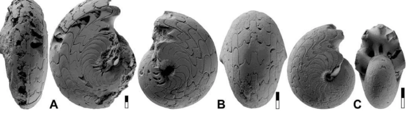 Figure 12. Metadimorphoceras anguinosum n. sp. A. Holotype MB.C.13233.1 from locality Chebket el Hamra-I; 2.5