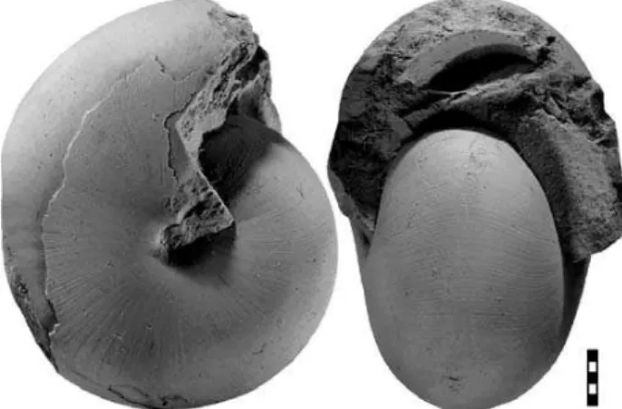Figure 16. Goniatites crenistria Phillips, 1836, holotype NHM c282 from ‘Bolland’, West Yorkshire (Gilbertson Coll.);  1.50.