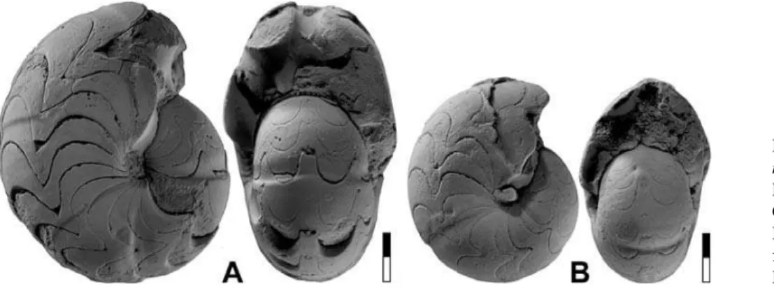 Figure 5. Eoglyphioceras minutum n. sp. A. Holotype MB.C.13269.1 from locality Chebket el Hamra-S; 4.0.