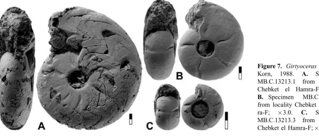 Figure 7. Girtyoceras luscinia Korn, 1988. A. Specimen MB.C.13213.1 from locality Chebket el Hamra-F; 2.5.