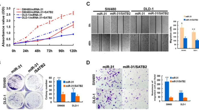 Figure 6.  miR-31 affected cell growth, migration, and invasion by directly targeting SATB2 in CRC