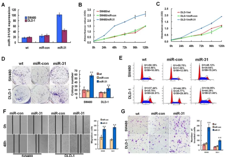 Figure  2.    miR-31  promoted  aggressive  phenotypes  of  CRC  cells  in  vitro.    (A)  Real-time  RT-PCR  analysis  of  miR-31 expression level in SW480 and DLD-1 cells after ectopic over-expression of miR-31