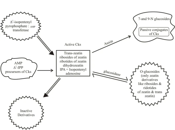 Figure  3  Potential   points   of   control   of   active   Cks.   Generally   auxin   conjugates   regulate   enzyme   activity and consequently changes in metabolite levels.