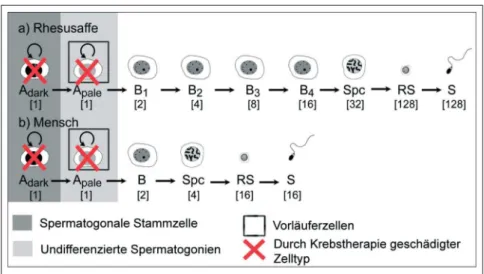 Abbildung 1: Schematische Übersicht über die Spermatogenese bei Rhesusaffe und Mensch