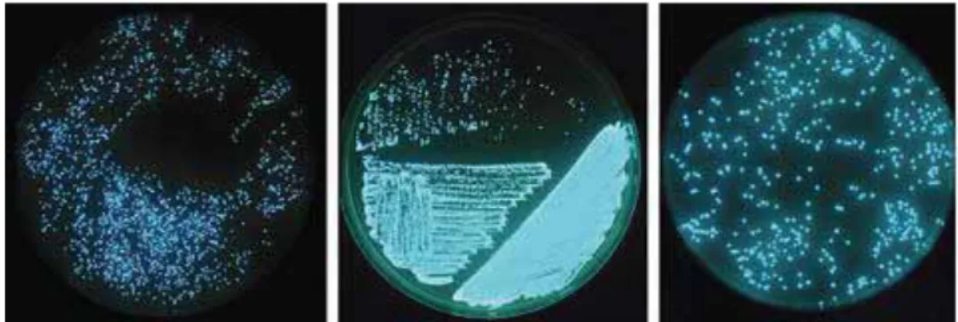 Figura 10 culturas de bactérias bioluminescentes apresentadas em placas de petri. [13] 