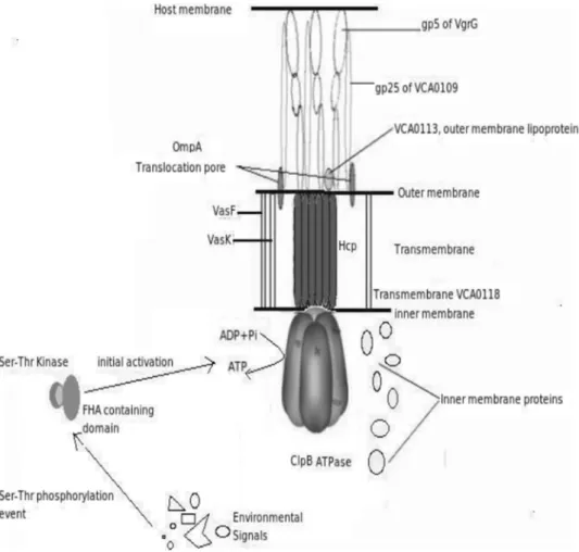 Figure 5. Proposed model of Type VI Secretion System. The figure represents the various components involved in its machinery and how they interact with each other.