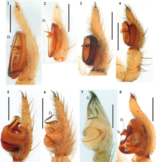 Figure 4. Retrolateral view of the male palp of Hersiliola macullulata (1), H. simoni (2), H
