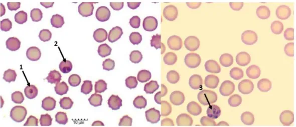 Figure 2. Babesia ovis forms inside lamb erythrocytes in in vitro cultures. 1. Single round trophozoite