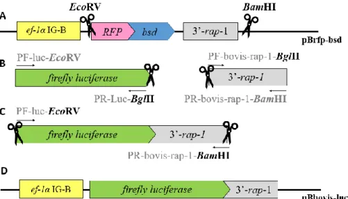 Figure 9. Schematic diagram representing the development of the  transient transfection plasmid Bbovis- Bbovis-luc