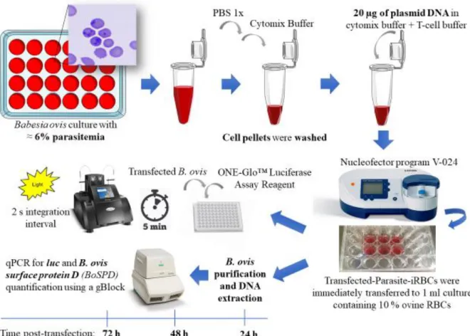 Figure  12. Schematic representation of the  methodologies used to  evaluate activities of elongation factor- factor-1alpha intergenic region-B candidate promoters from Babesia bovis and Babesia ovata in Babesia ovis