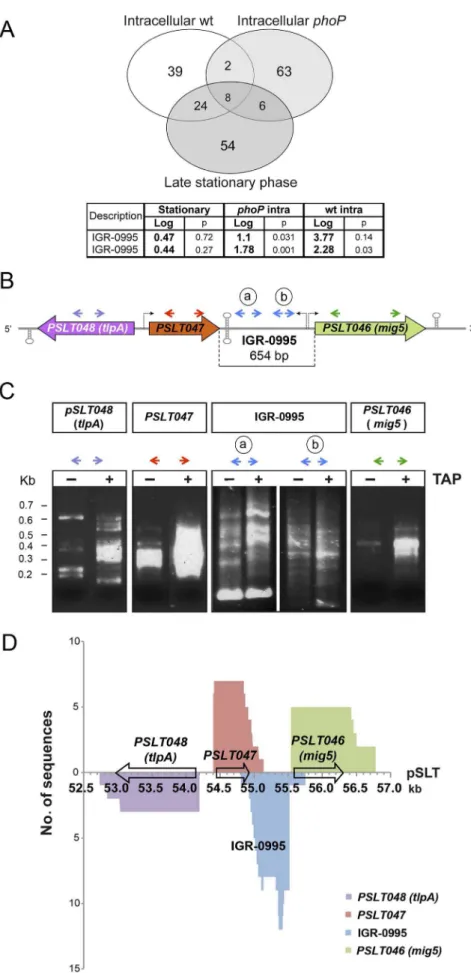 Figure 1. Identification of a novel sRNA in the virulence plasmid pSLT of S. Typhimurium