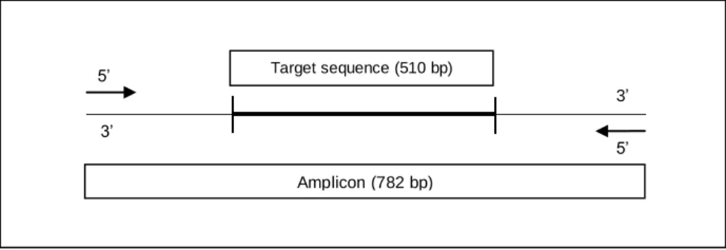 Figure 1 - Representative scheme using groL amplicon and target sequence sizes as example